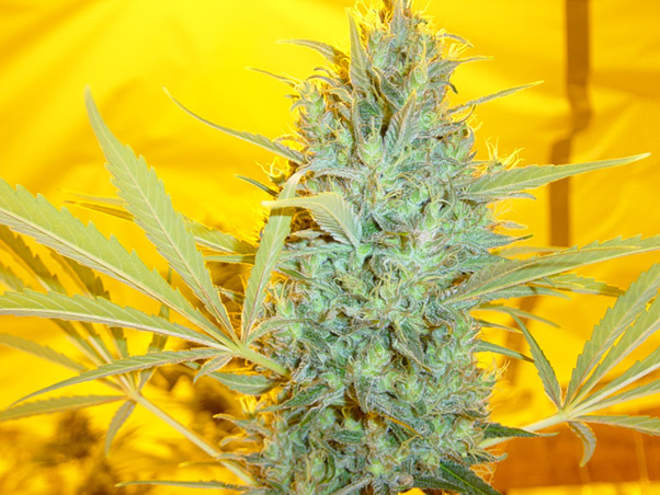 Critical Haze