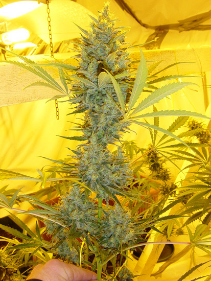 Critical Haze