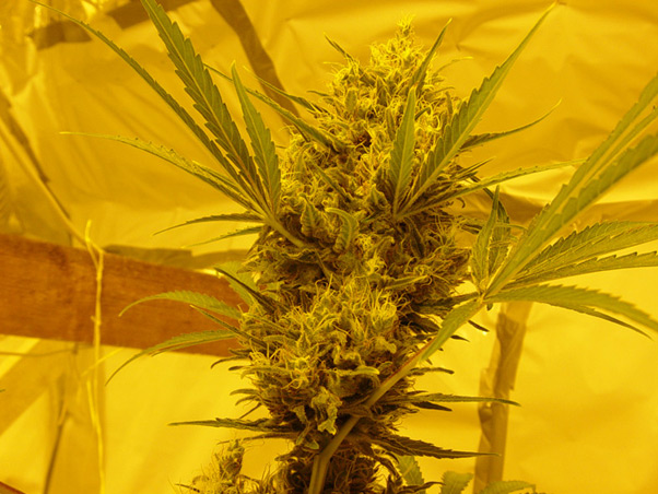 Critical Haze