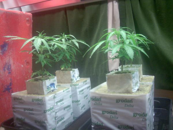 Critical Haze