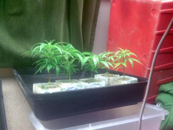 Critical Haze