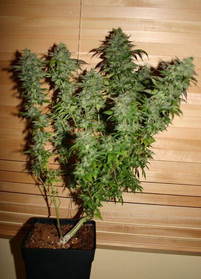 G13 Widow