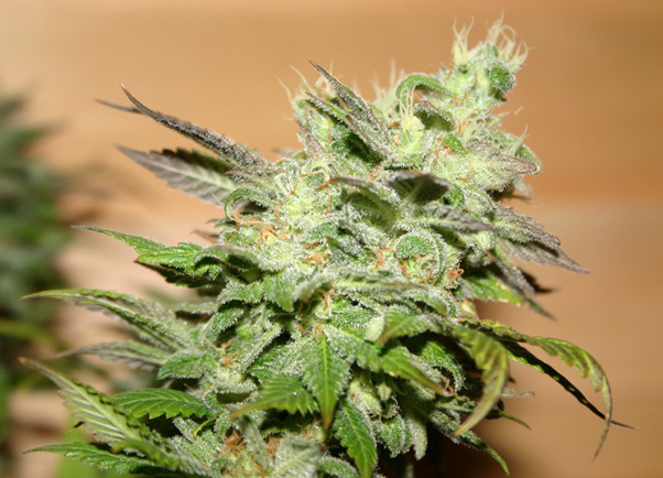 G13 Widow