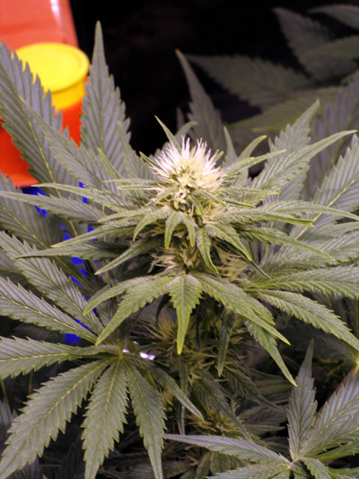 G13 Widow