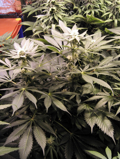 G13 Widow