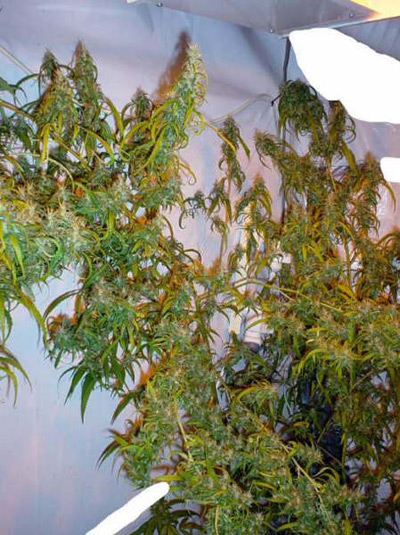 Mango Haze