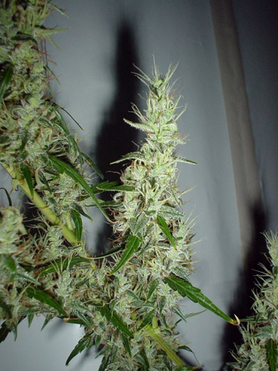 Mango Haze
