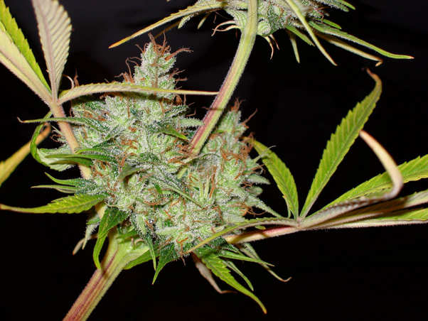 Mango Haze