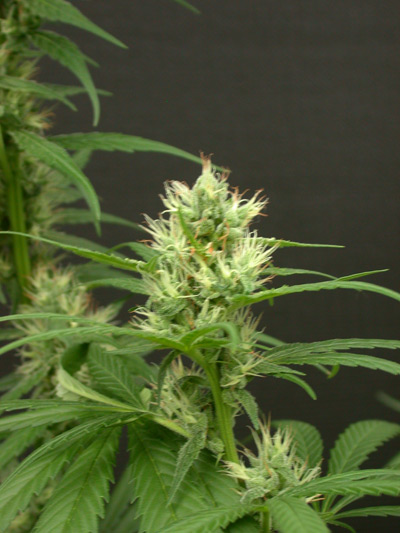 Mango Haze