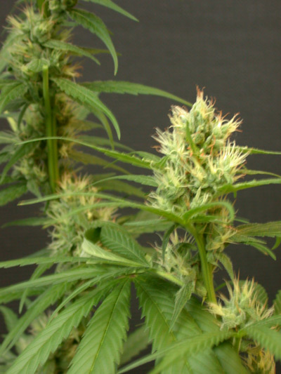 Mango Haze