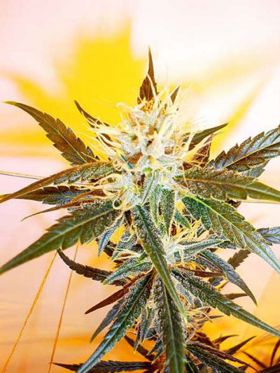Mango Haze