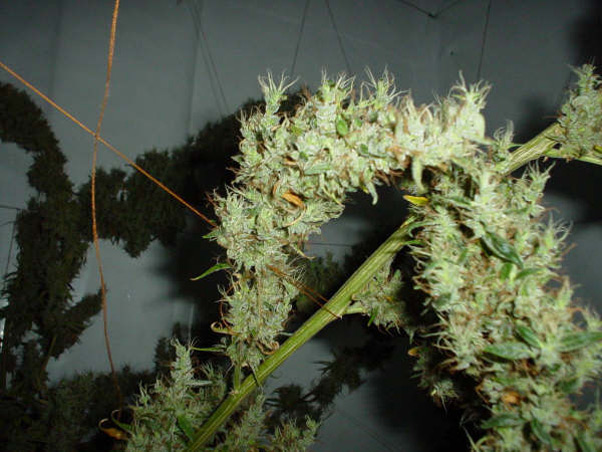 Mango Haze