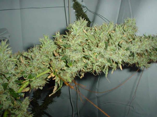 Mango Haze