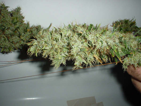 Mango Haze