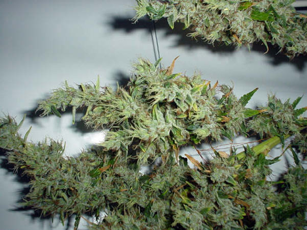 Mango Haze