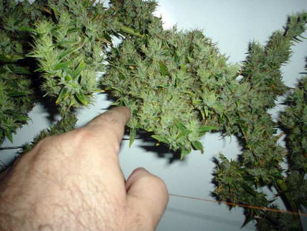 Mango Haze
