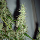 Mango Haze