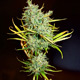 Mango Haze