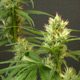 Mango Haze