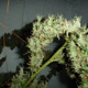 Mango Haze