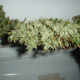 Mango Haze