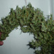 Mango Haze