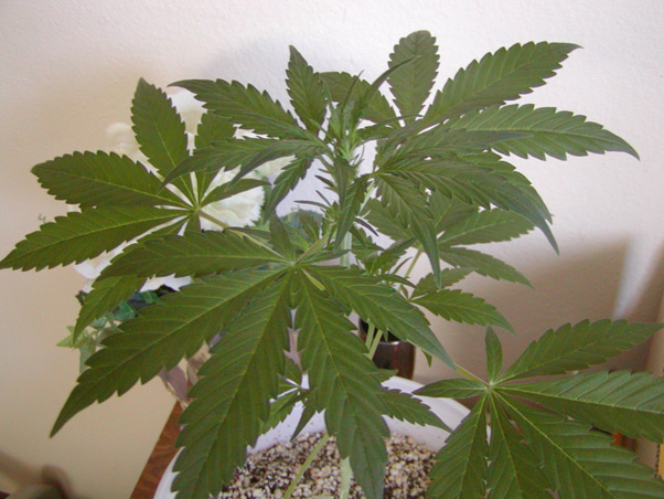 Mango Widow