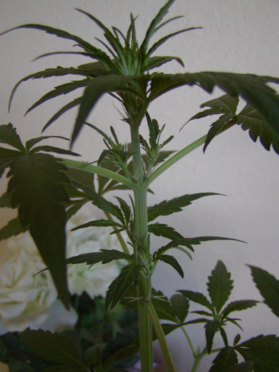 Mango Widow