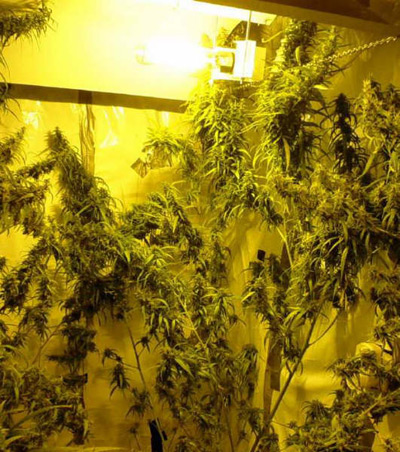 Mango Widow