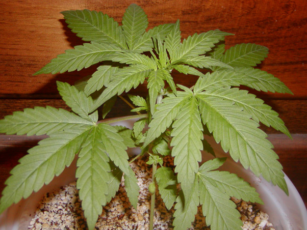 Mango Widow