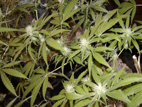 Mango Widow