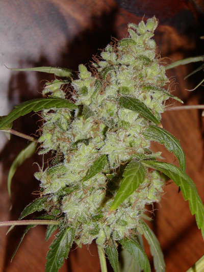 Mango Widow