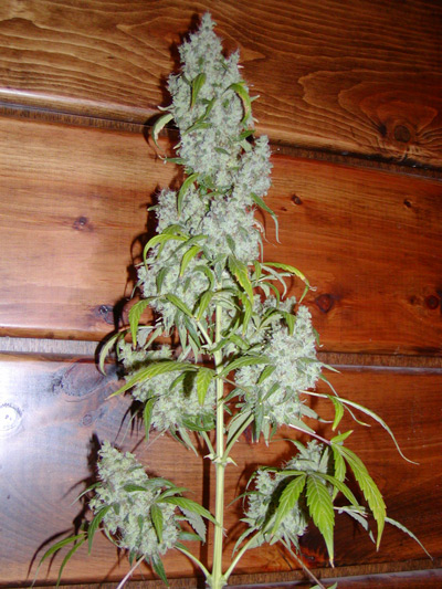Mango Widow