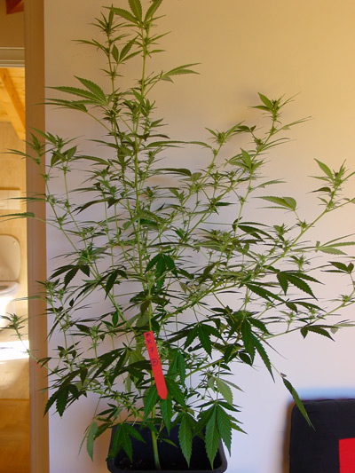 Master Kush Skunk