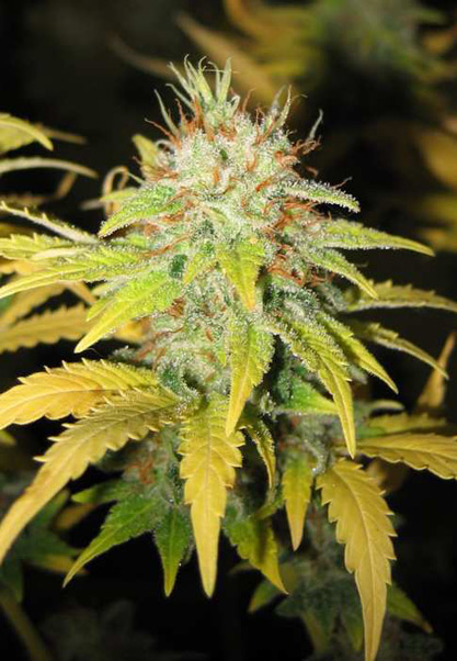 Master Kush Skunk