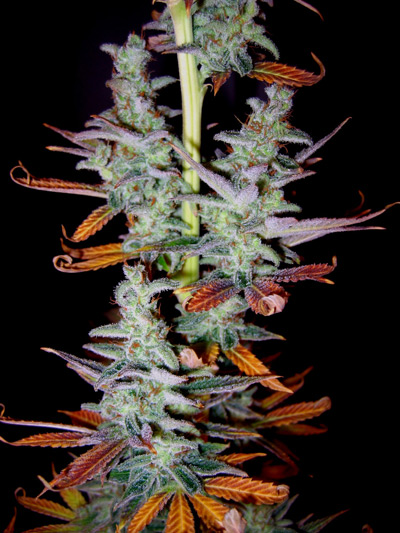 Master Kush Skunk