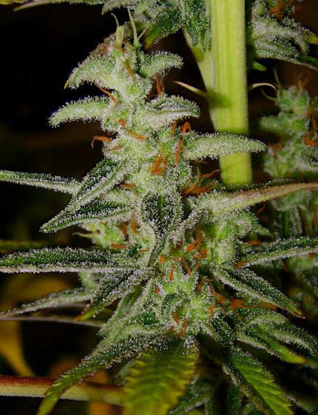 Master Kush Skunk