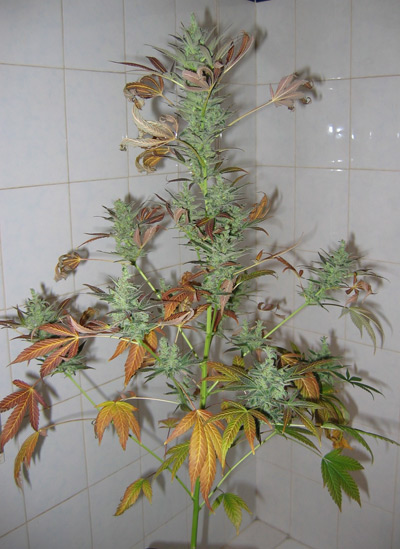 Master Kush Skunk