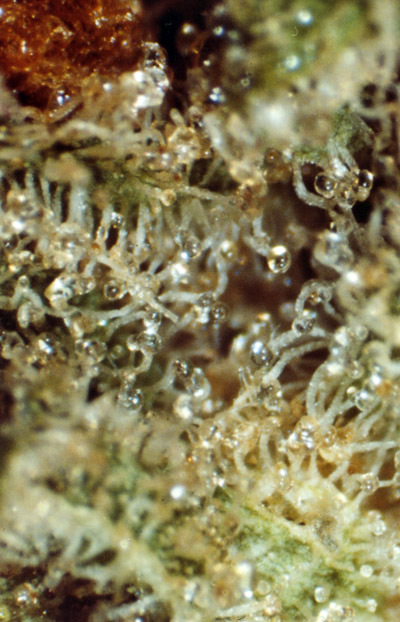 Master Kush Skunk