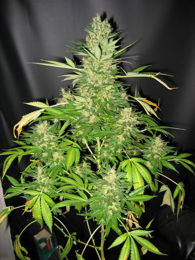 Master Kush Skunk