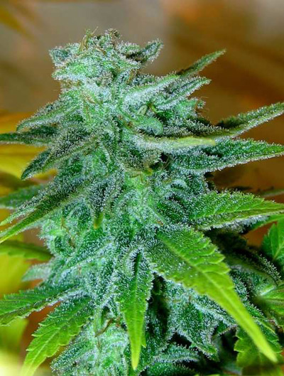 Master Kush Skunk