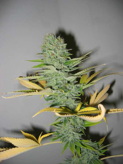 Master Kush Skunk