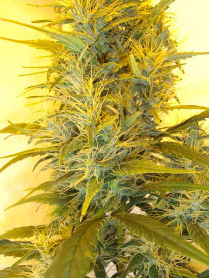 Neville's Skunk