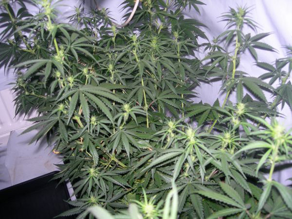Neville's Skunk