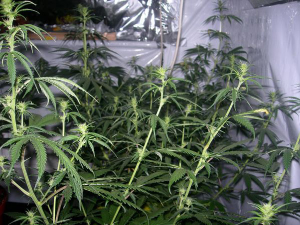 Neville's Skunk