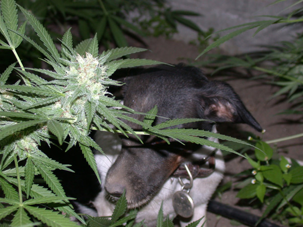 Neville's Skunk
