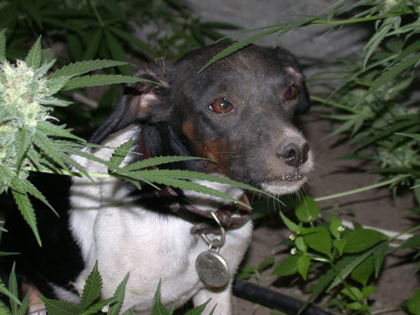 Neville's Skunk
