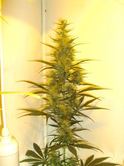 Neville's Skunk
