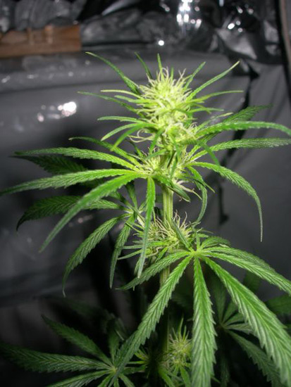 Neville's Skunk