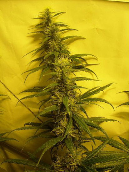 Neville's Skunk